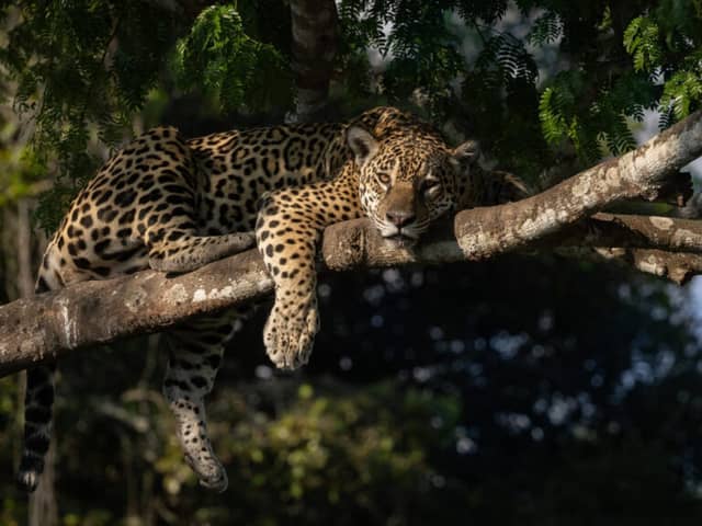 Where is the Best Place to See Jaguars in the Pantanal?