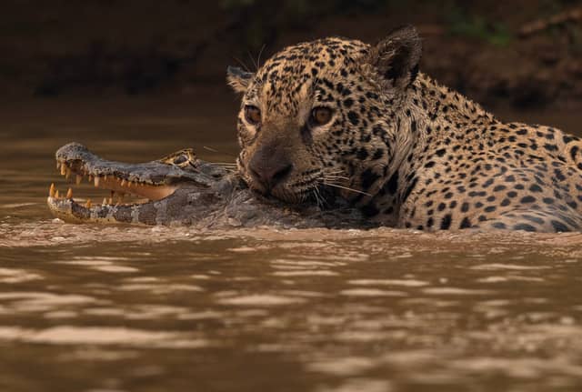 Een jaguar grijpt een kaaiман in zijn bek in het ondiepe, modderige rivierwater van het noordelijke Pantanal, terwijl het reptiel zijn tanden ontbloot