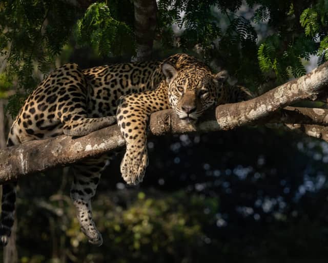 Wo man im Pantanal Jaguare sieht
