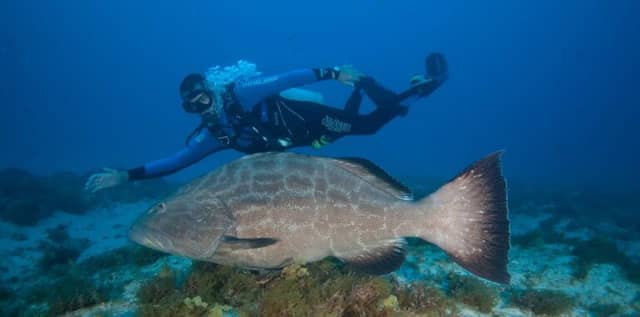 Best Diving Spots in Fernando de Noronha