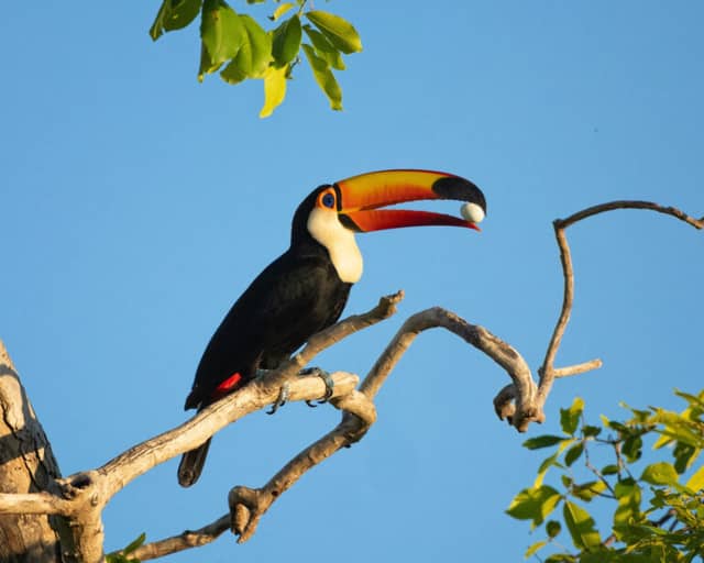 20 Animals in Brazil: Wildlife Facts and Where to Find Them