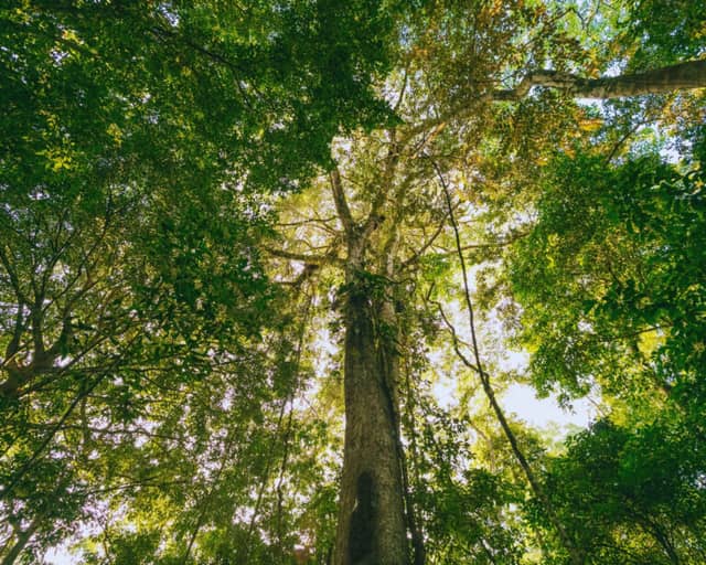Carnival in the Amazon: 5 adventures to enjoy the holiday surrounded by nature