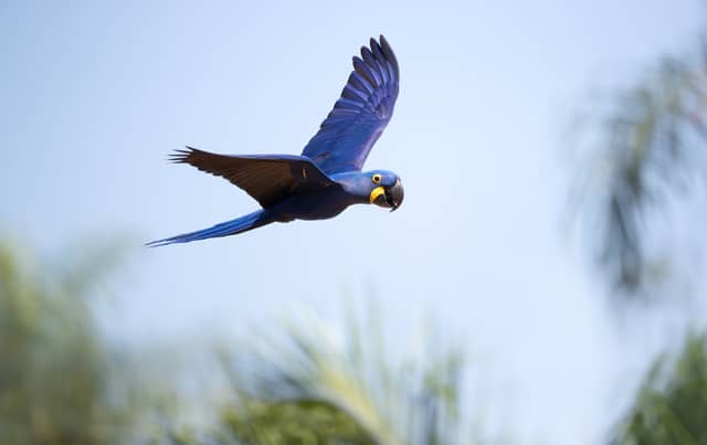 Hyacinth macaw in flight against a blue sky in the Pantanal