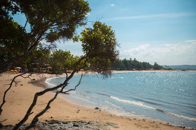 Praia de areia dourada em um passeio em Itacaré, com árvores nativas inclinadas sobre água calma e cintilante e uma orla bordeada de coqueiros ao fundo