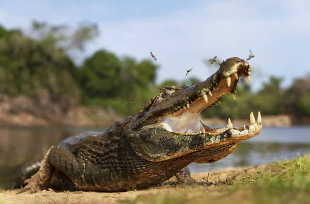 Een yacare kaaiman rustend op een zandige rivieroever in de Pantanal, Brazilië, met wijd opengesperde kaken terwijl insecten rond zijn snuit zwermen, en weelderig groen en een kalme rivier op de achtergrond