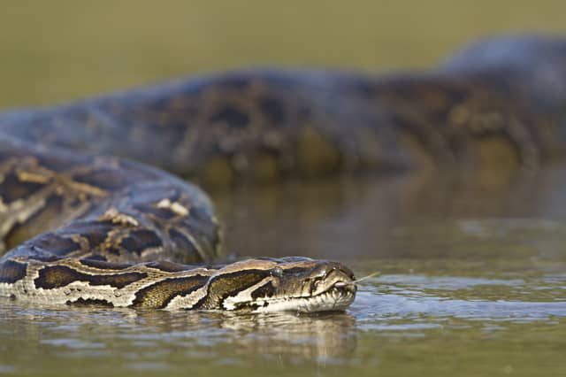 A large python gliding across the surface of a calm waterway during a pantanal tours brazil wildlife safari