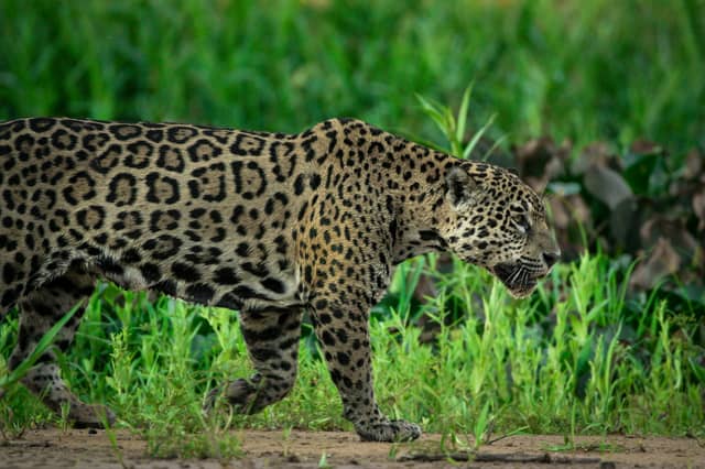 Un giaguaro selvatico che avanza furtivo tra la vegetazione verde e rigogliosa durante un safari alla ricerca del giaguaro in un tour nel Pantanal in Brasile