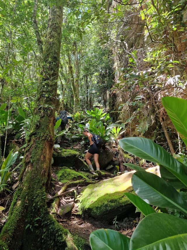 Due escursionisti con zaini si arrampicano su rocce e radici coperte di muschio lungo un ripido sentiero nella giungla durante un trekking in Brasile, circondati da una densa volta di foresta tropicale