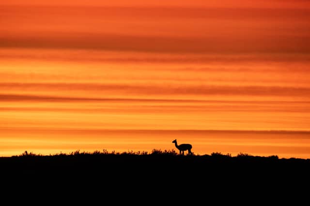 Silhouette of a guanaco standing alone on a dark ridge against a vivid orange and amber sunset sky in Chile
