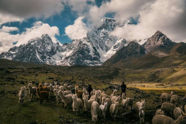 Herd of alpacas grazing on a high Andean plain with their herder, snow-capped peaks and clouds behind them on the Lares route in Peru