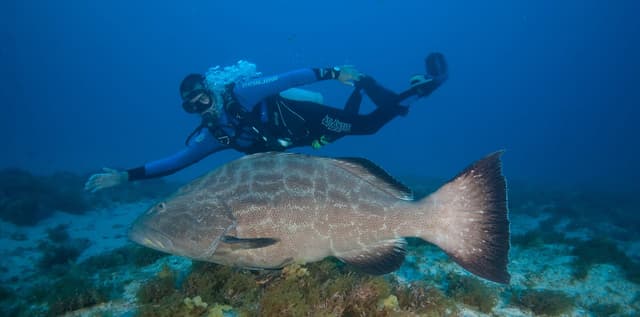 Les meilleurs sites de plongée à Fernando de Noronha