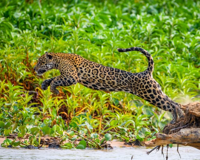 Pantanal in Brasilien besuchen: der große Reiseführer