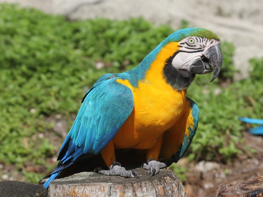 Een blauwgele ara zittend op een stuk hout, als vertegenwoordiging van de diverse vogelsoorten die door de lucht vliegen in Jalapão.
