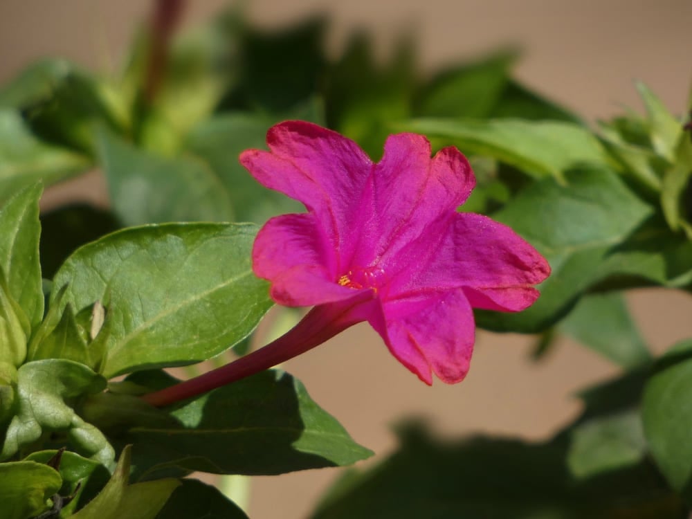 Een levendige roze jalapa bloem in bloei, de lokale medicinale plant die de inspiratie vormde voor de betekenis van de naam Jalapão.