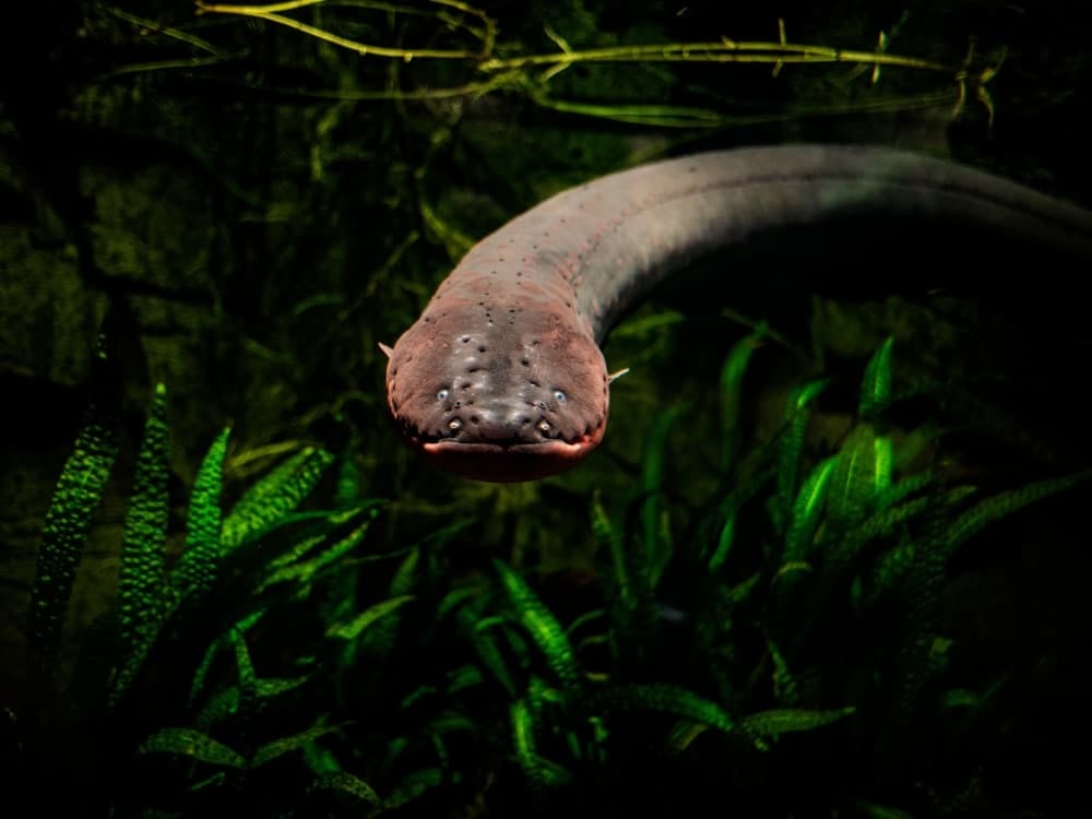 Une anguille électrique au long corps cylindrique nageant sous l'eau près de plantes aquatiques vert foncé.
