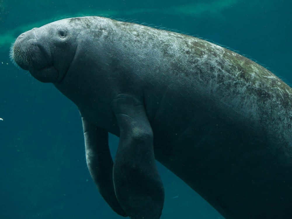 Un grand lamantin d'Amazonie nageant lentement sous l'eau dans son habitat naturel.