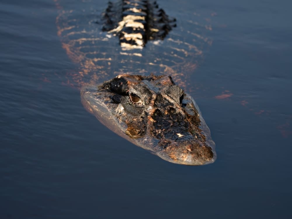 La tête texturée et les yeux brillants d'un grand caïman noir flottant tranquillement sur l'eau sombre de l'Amazone.