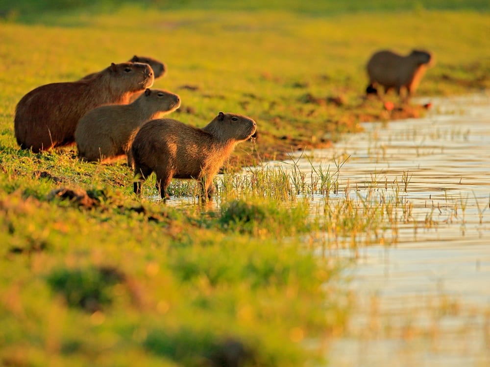 Um grupo de capivaras em pé na grama à beira de um rio na luz da manhã cedo no Pantanal, Brasil.