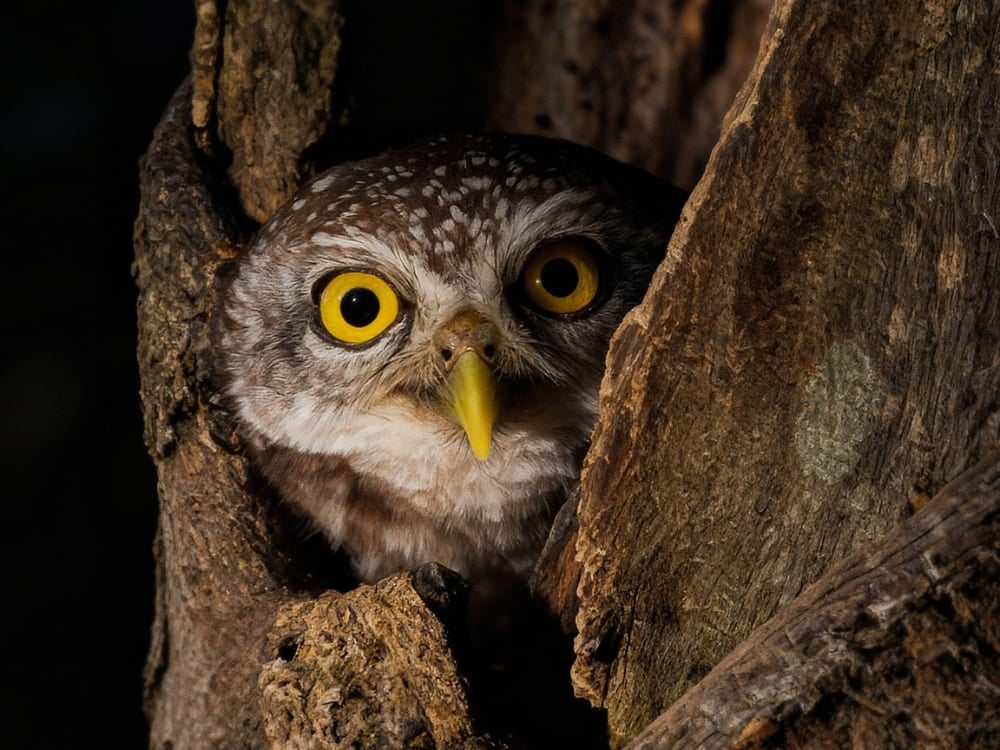 Close-up de uma pequena coruja espiando de um buraco na árvore durante um passeio de focagem noturna no Pantanal, Brasil.