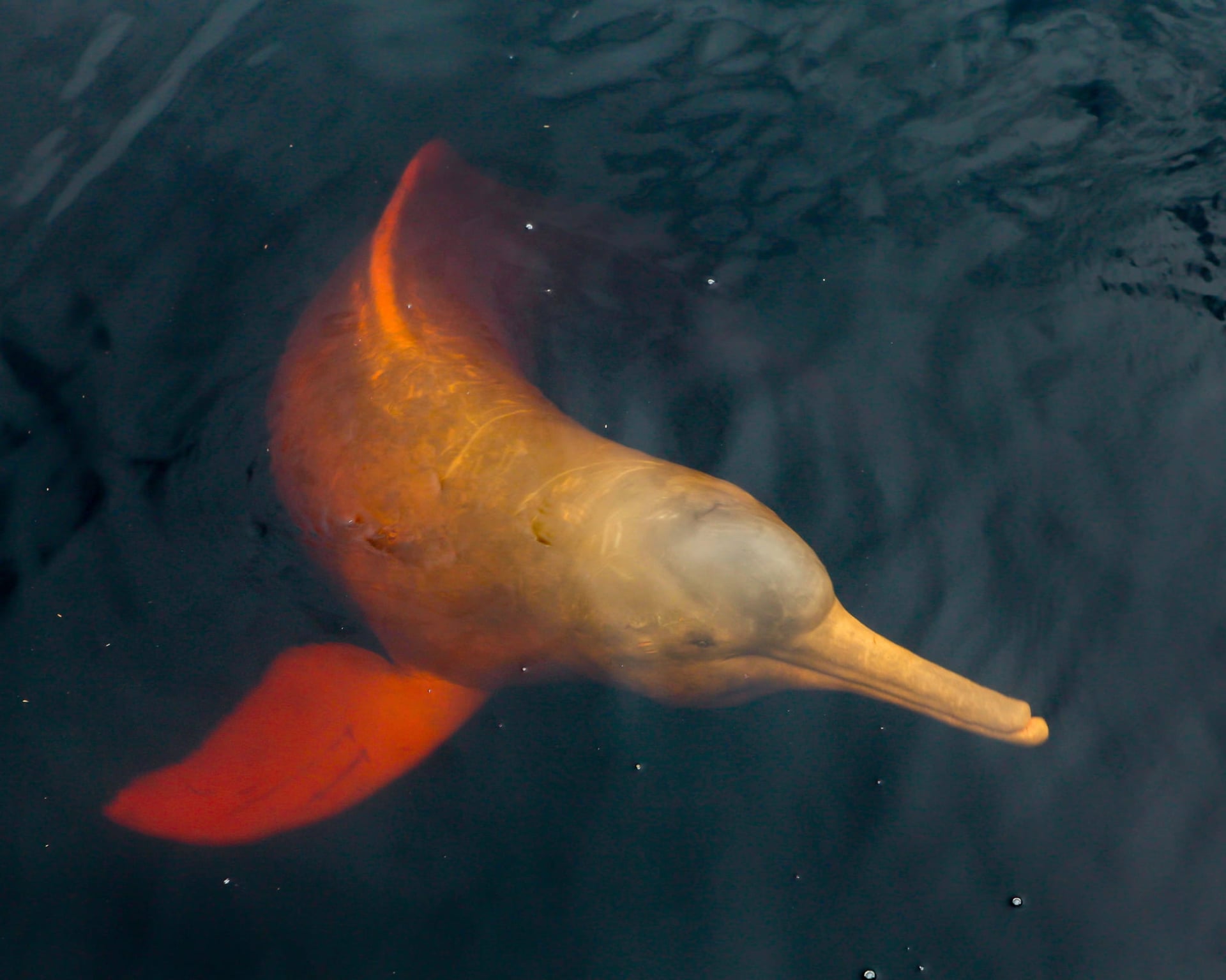 15 animaux de l’Amazonie : découvrez la vie sauvage du Brésil