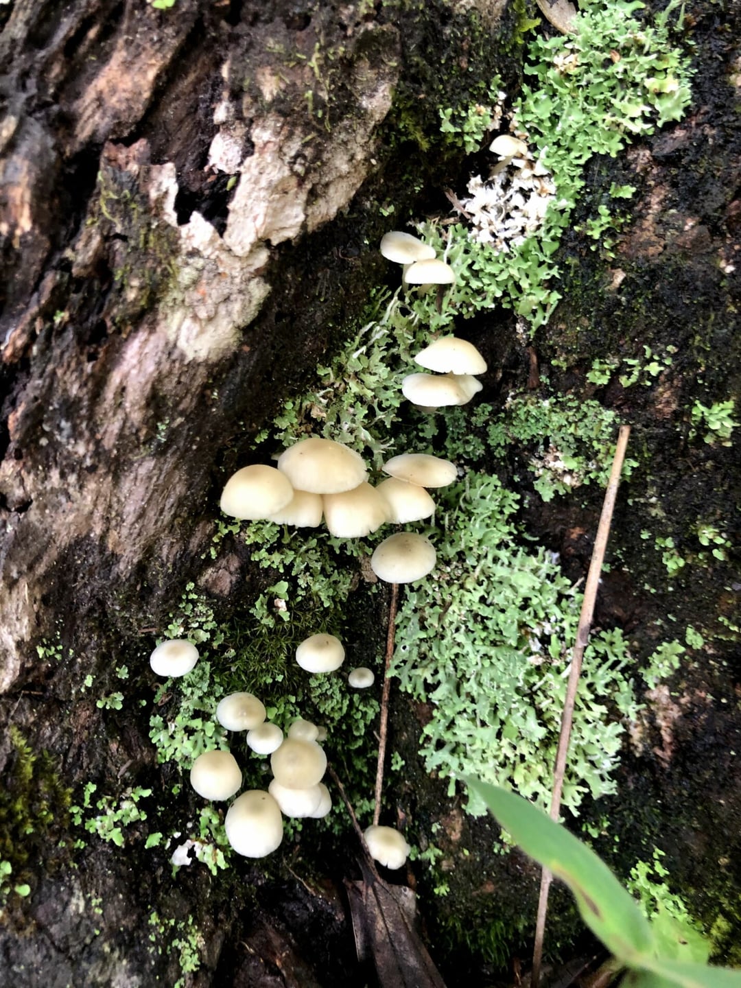 Escursionisti camminano su un sentiero circondato dalle valli verdi del Vale do Pati