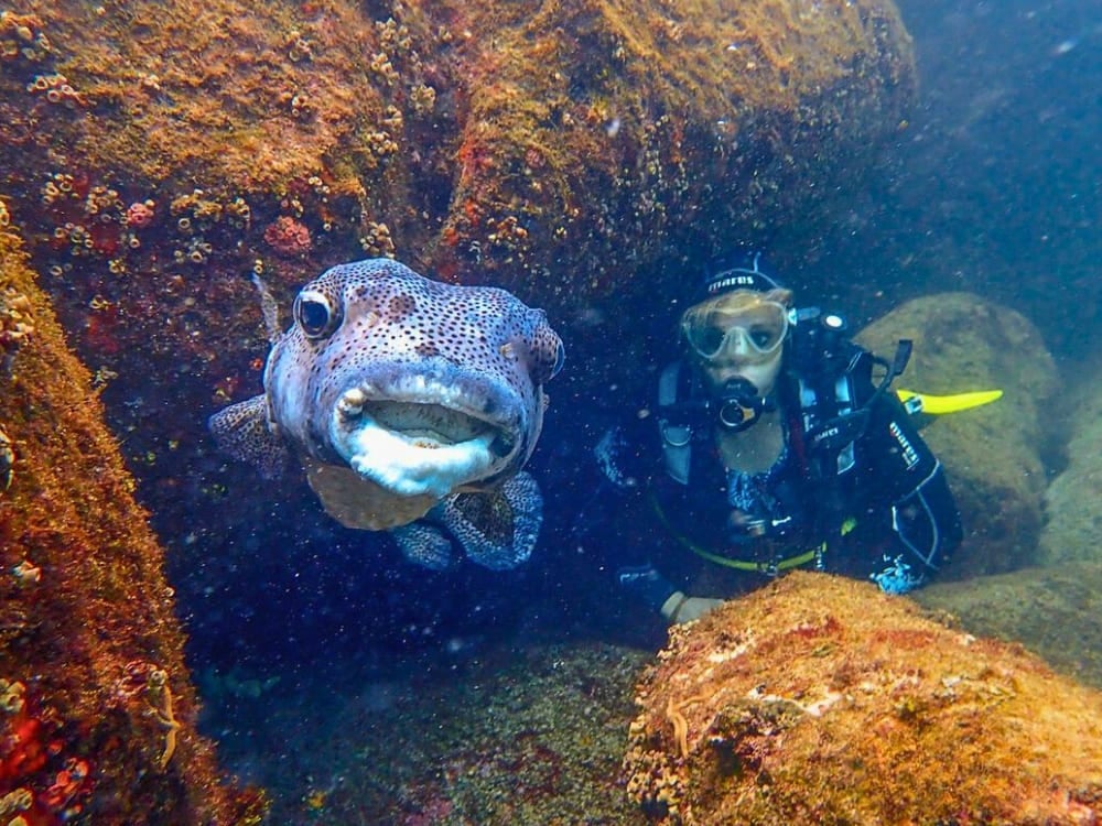 Die beste Zeit zum Tauchen in Fernando de Noronha