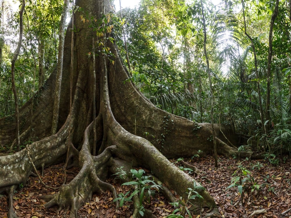 Journée de la protection des forêts