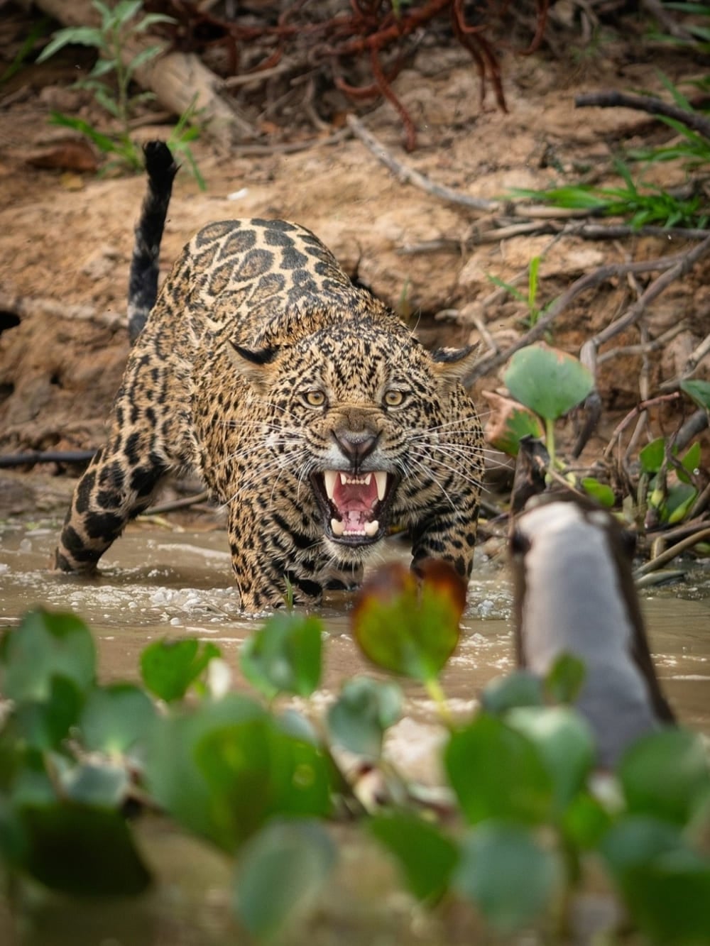 Uma onça-pintada, a estrela dos animais do Pantanal, caminha pela água mostrando os dentes.