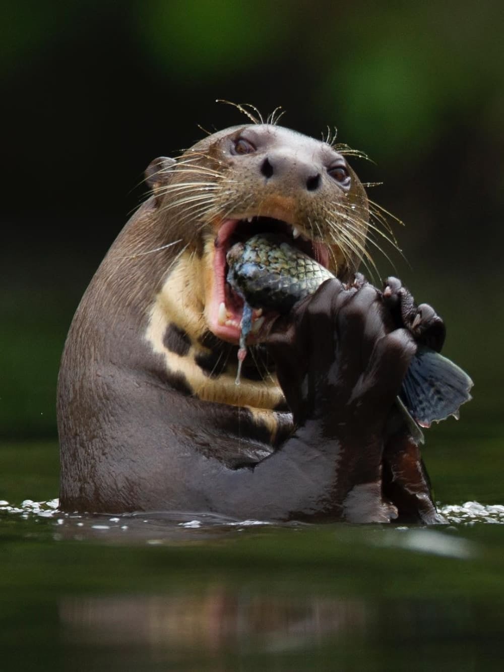 Uma ariranha segura um peixe nas patas enquanto come na água escura.