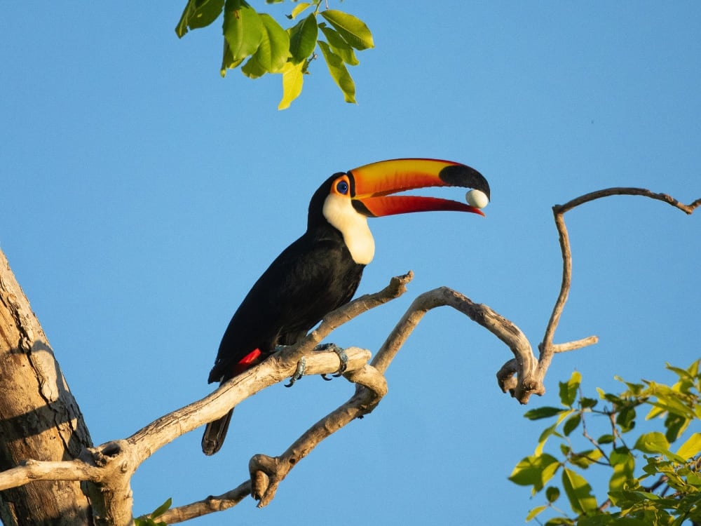 Um tucano-toco pousa em um galho de árvore segurando uma pequena fruta em seu grande bico laranja.