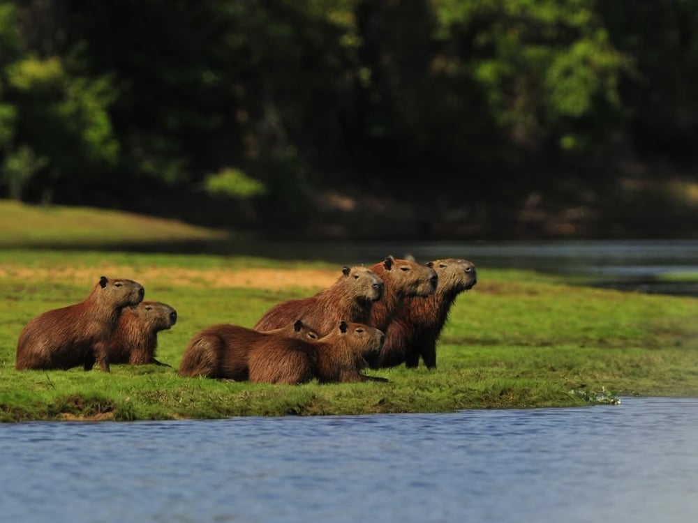 Um grupo de capivaras descansa em uma margem de rio gramada, mostrando a natureza social desses animais do Pantanal.