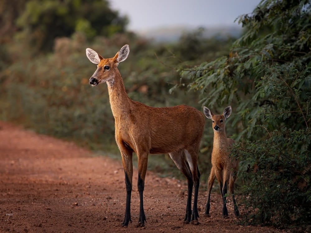 Uma fêmea de cervo-do-pantanal fica protetoramente ao lado de seu filhote em um caminho de terra.