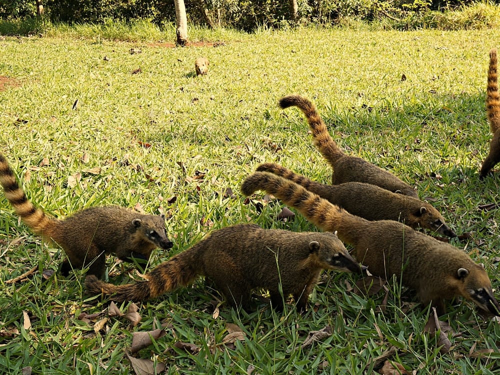  Um grupo de quatis com caudas levantadas procura comida na grama verde.