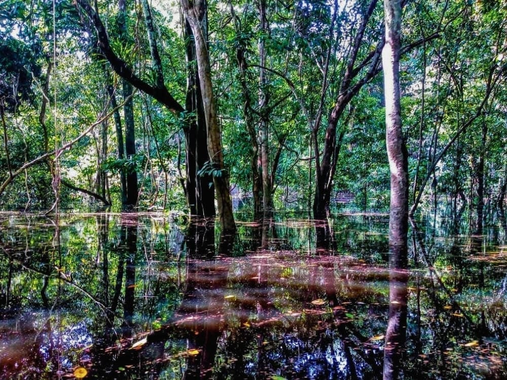 Trees of the Amazon rainforest reflected in the dark calm waters of a flooded forest during the rainy season.