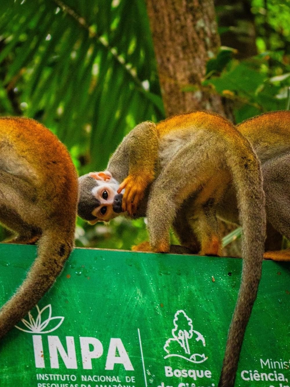 Small squirrel monkeys resting together on top of a green sign at the Bosque da Ciência INPA.
