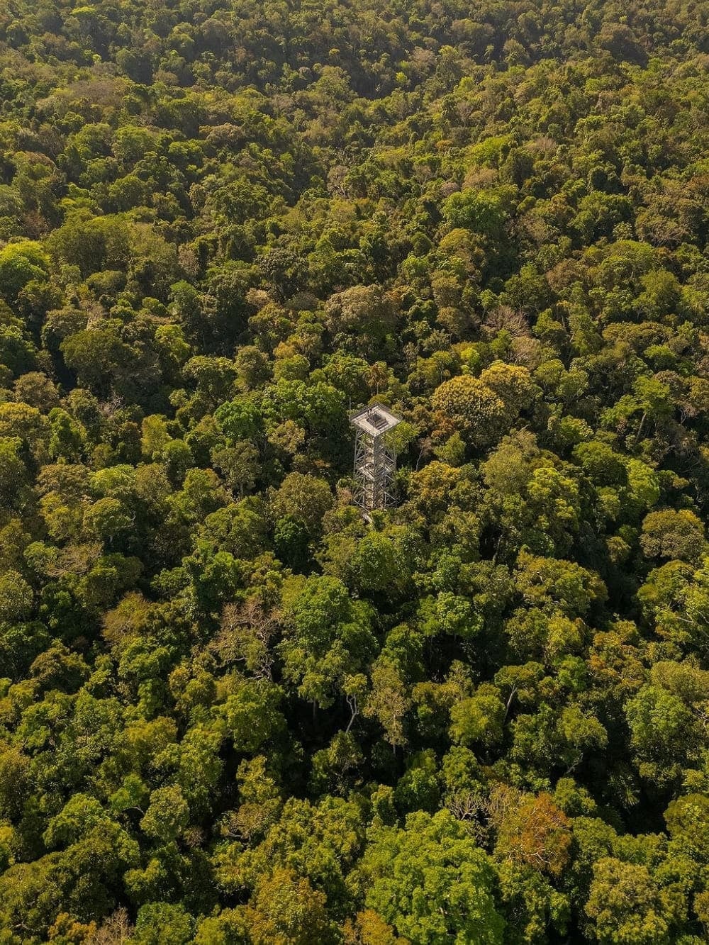 Tall metal observation tower rising above the dense green canopy of the Amazon rainforest at MUSA.