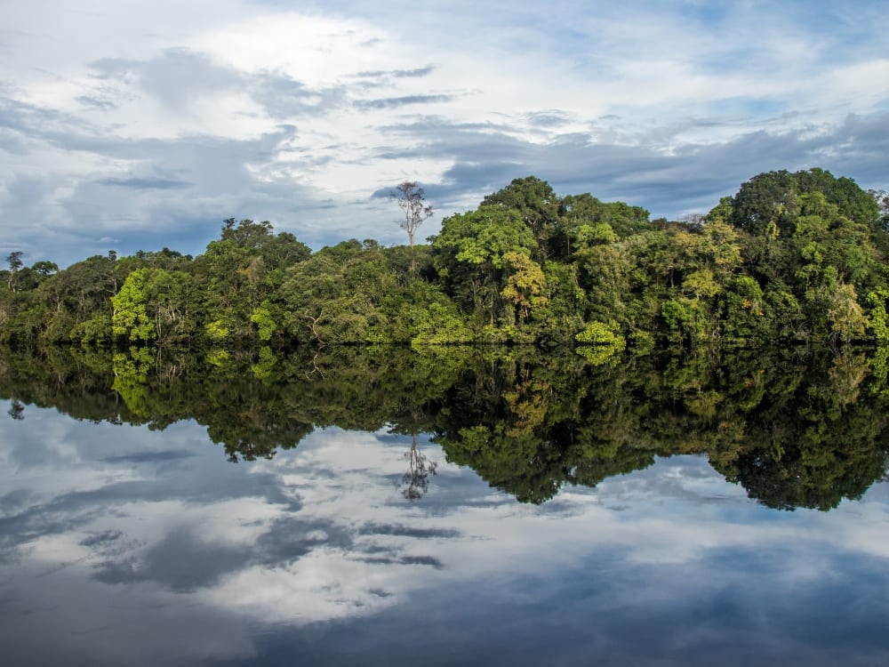 A densa floresta verde da Amazônia refletindo como um espelho perfeito nas águas calmas e escuras do rio.