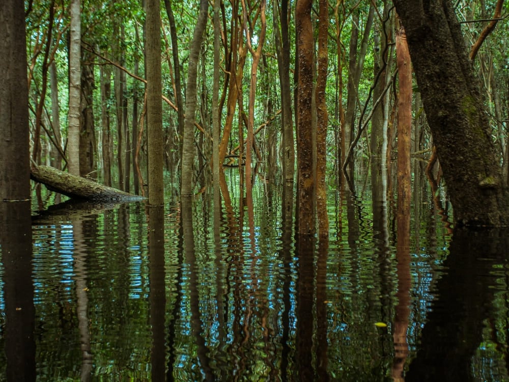 Troncos finos de árvores emergindo das águas escuras nos igapós, ou florestas alagadas, da Amazônia.