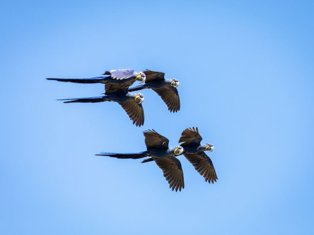 Drie Hyacintara's die in formatie vliegen tegen een helderblauwe lucht, een veelvoorkomend gezicht tijdens een Pantanal safari reis.