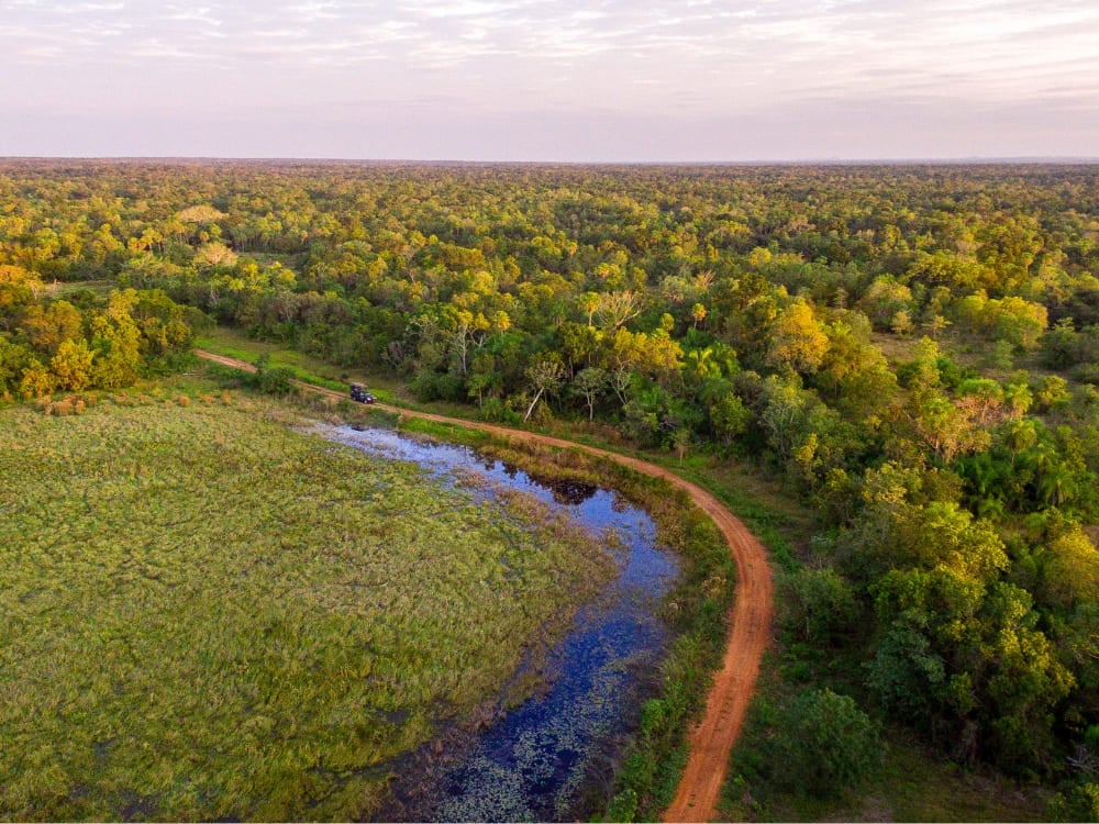 Vista aérea de uma vasta paisagem verde no Pantanal a mostrar um veículo de safári a conduzir numa estrada de terra ao lado de um rio.