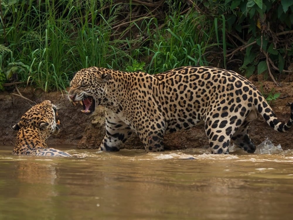 Two jaguars fighting in a river, a rare and intense wildlife sighting on a Jaguar safari.