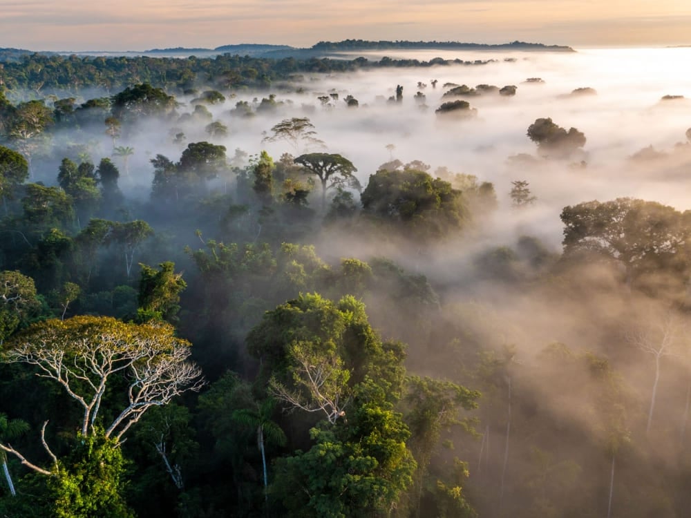 Vue aérienne de la forêt amazonienne au Brésil, couverte de brume au lever du soleil, montrant la vaste biodiversité de la plus grande forêt tropicale du monde.