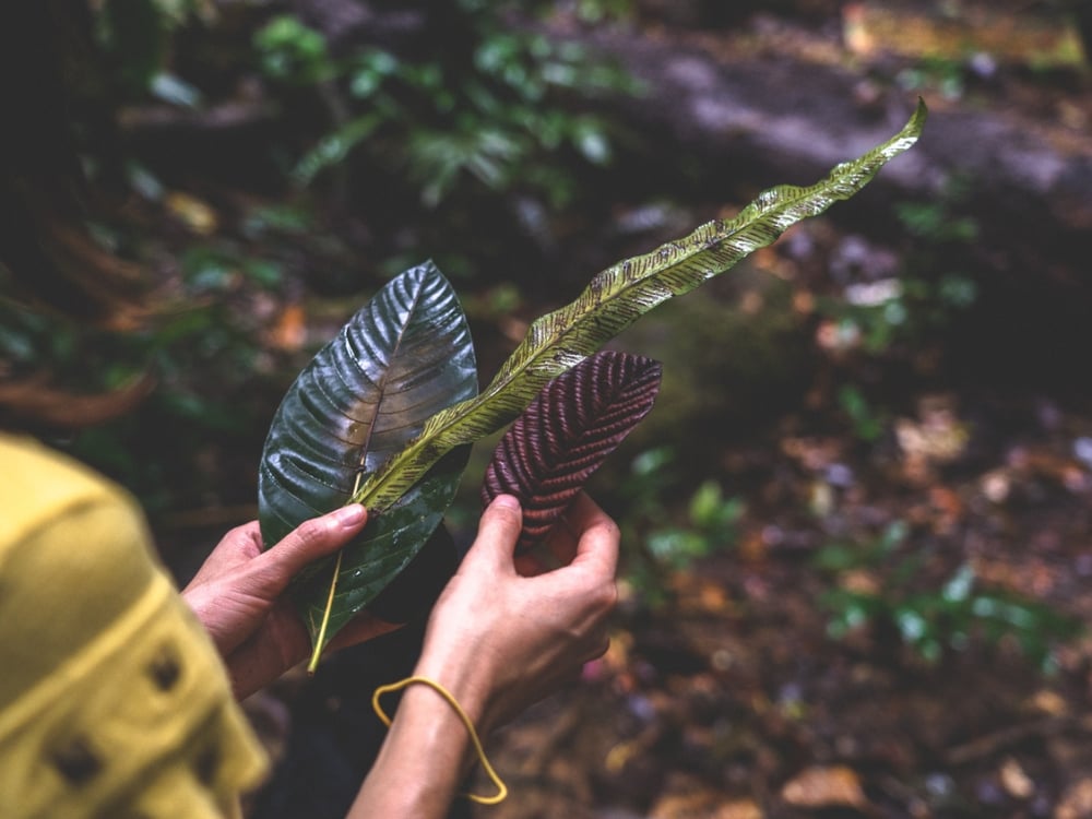 Gros plan sur les mains d'un voyageur examinant les textures uniques des feuilles lors d'une promenade éducative guidée dans la jungle amazonienne.