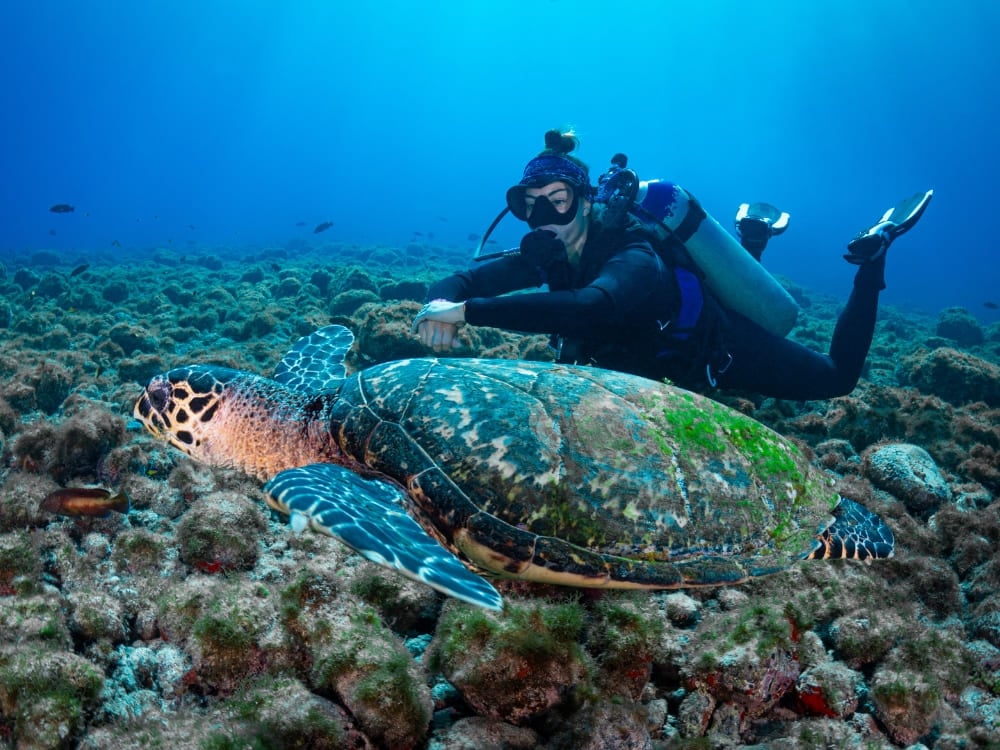 Een duiker zwemt naast een grote karetschildpad in het helderblauwe water van Fernando de Noronha.