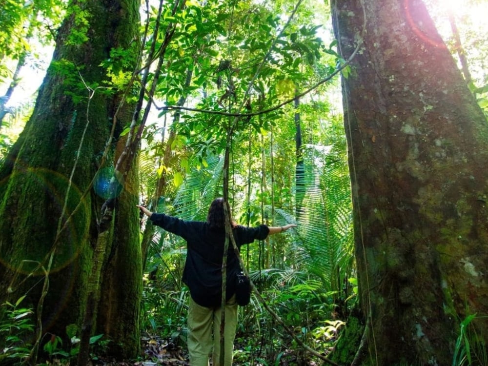 Touriste embrassant le tronc massif d'un arbre Samauma, montrant l'échelle des arbres géants et la connexion avec la nature en Amazonie.