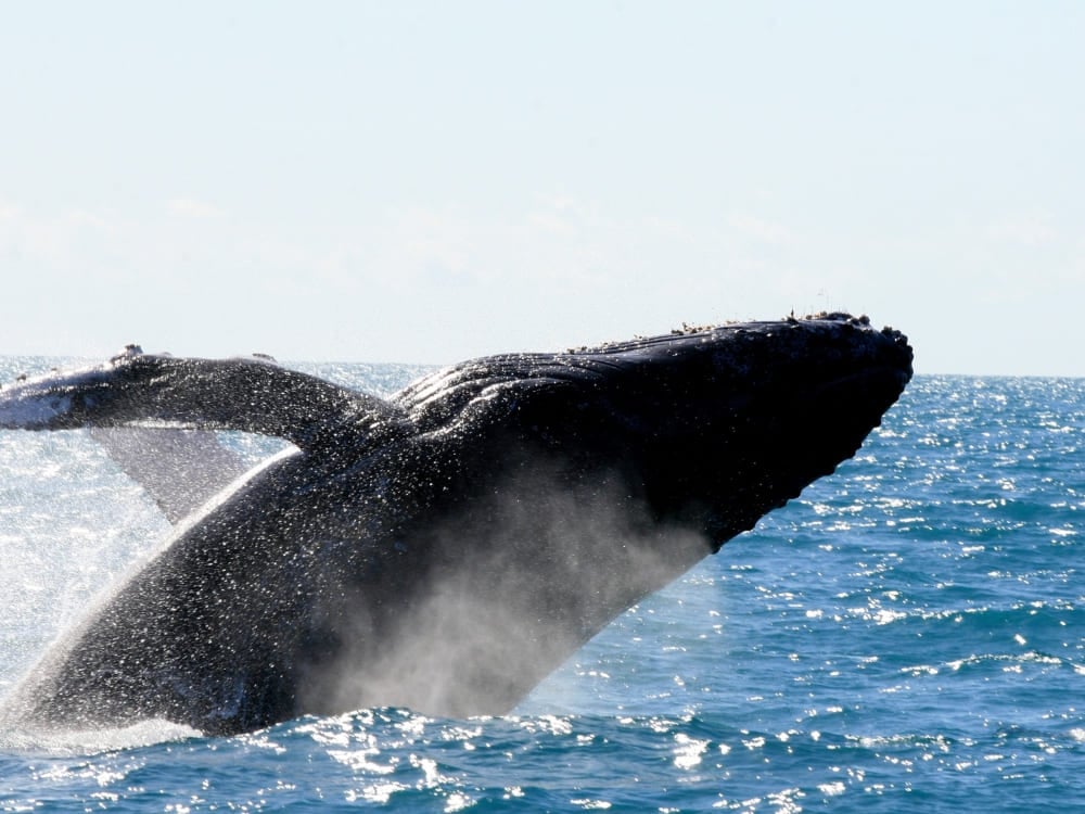 Een enorme bultrug springt hoog uit het water nabij de kust van het Abrolhos Marine National Park.