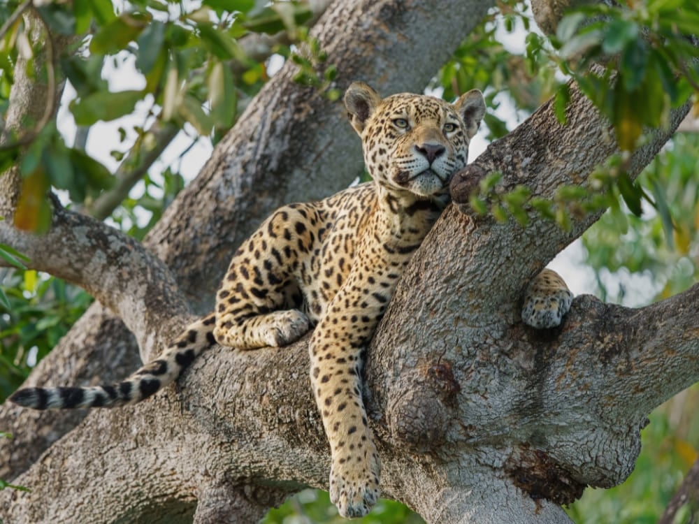 Een jaguar rust op een dikke boomtak tijdens een wildlife safari in het droge seizoen van de Pantanal.