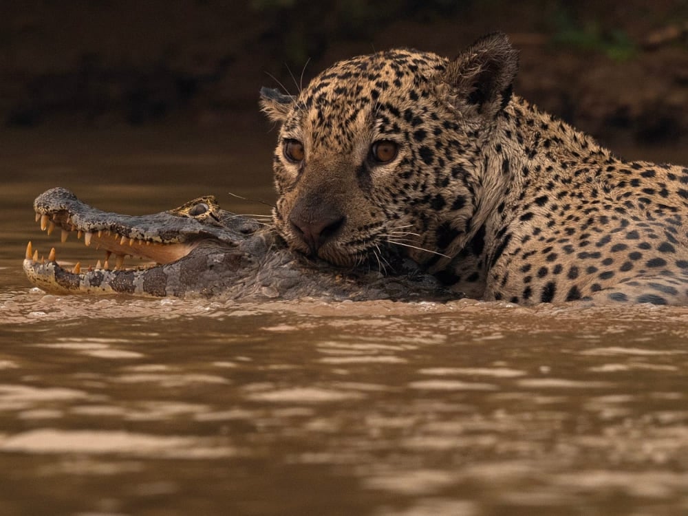 Uma poderosa onça-pintada do Pantanal nada em águas barrentas enquanto segura um jacaré caçado em suas mandíbulas fortes.