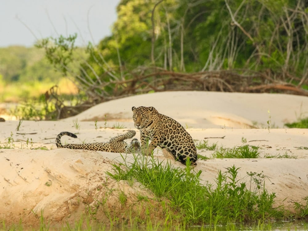 Duas onças-pintadas sentadas juntas em um banco de areia branca cercadas por vegetação verde durante um safári no Pantanal.