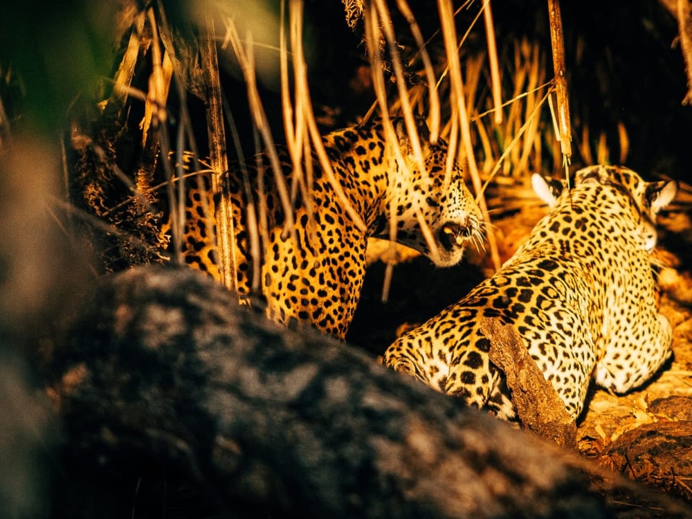 Duas onças-pintadas sentadas no escuro, iluminadas por entre a vegetação seca e galhos de árvores durante uma observação noturna.